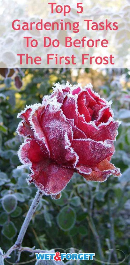 Top 5 Gardening Tasks to Do Before the First Frost Arrives Life's