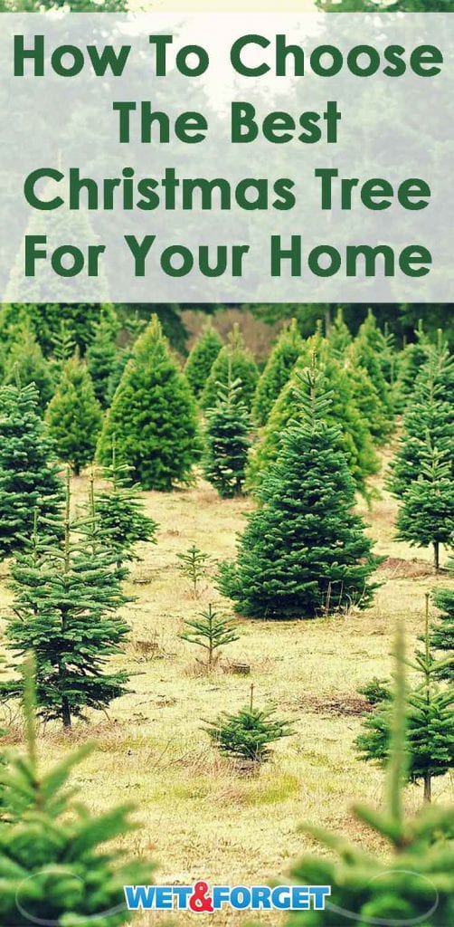 How to Choose the Best Christmas Tree for Your Home | Life's Dirty ...