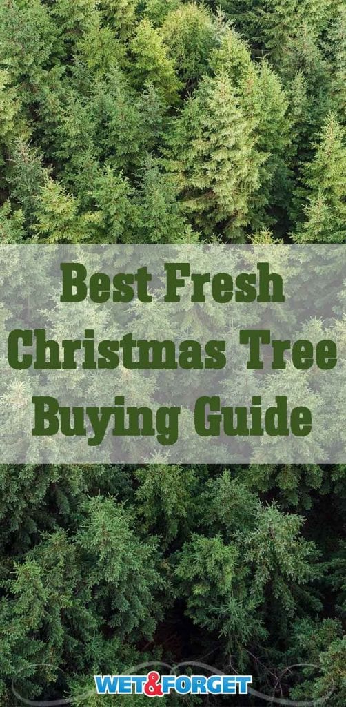 How to Choose the Best Christmas Tree for Your Home | Life's Dirty ...
