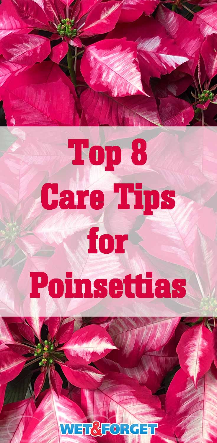 Have you picked out a poinsettia plant for your home? Check out our easy to follow guide to find the best poinsettia and how-to care tips!