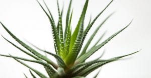 Haworthia