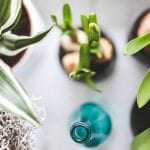 Popular Small Indoor Plants and How to Care for Them