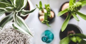 Popular Small Indoor Plants and How to Care for Them