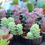 Easy Succulents for Beginners and How-tos for Indoor Gardeners