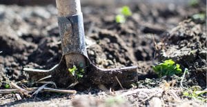 Winter in the Garden – How-tos for Cool Weather Garden Plants
