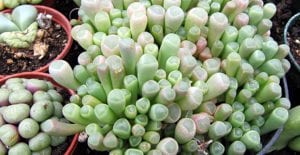 small indoor plants