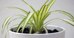 indoor flowering plants