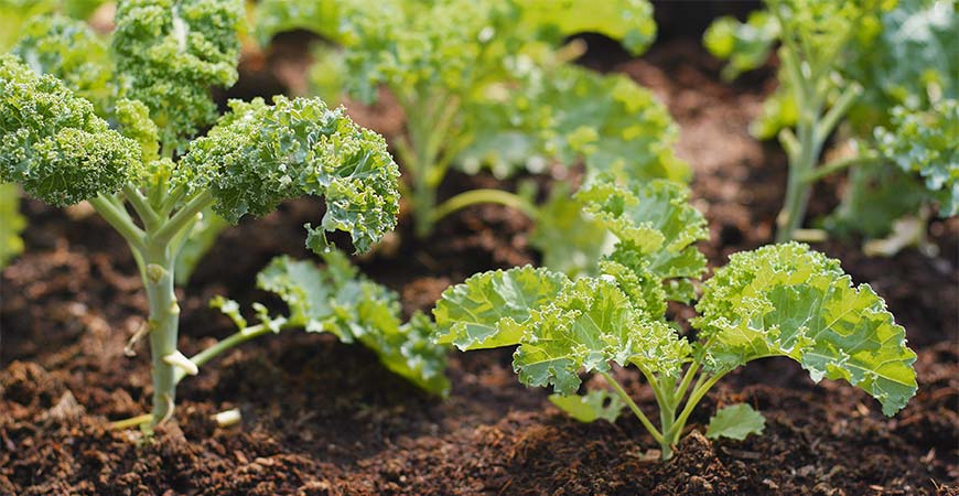 Kale grows well in cool weather conditions