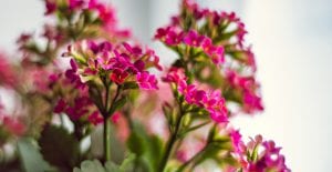 indoor flowering plants