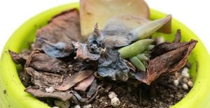 Leaves falling off succulent