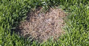 Dog spots are an easy fix with our step-by-step guide.