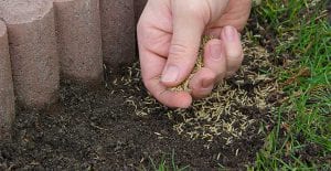 Spreading grass seed on bare areas