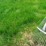 A Homeowner’s Guide to Spring Lawn Renovation
