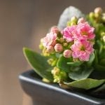 The Best Indoor Flowering Plants to Brighten Up Your Home