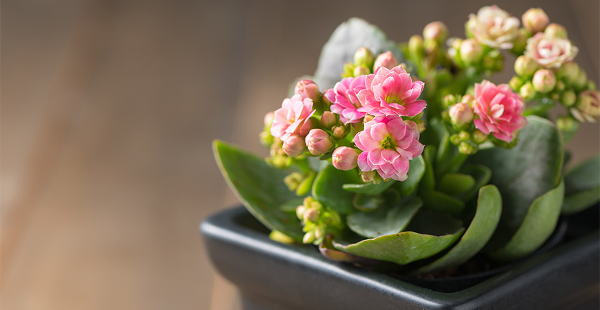Blooming indoor plants are a great way to add a splash of color to your home.