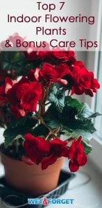 Discover the top indoor flowering plants and check out a few easy plant care tips!