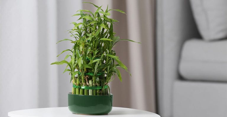 best container for lucky bamboo