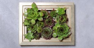 Framed succulents make a great Mother's Day gift