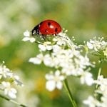 The Benefits of Ladybugs and How to Attract Them to Your Garden