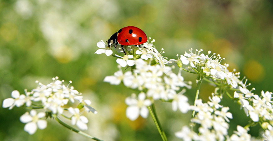 how to attract ladybugs to your garden