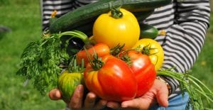 summer harvest