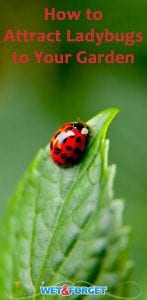 There are so many benefits to having ladybugs in your garden! Find out how to attract them to your backyard with these helpful tips.