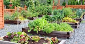 Help in the garden for national senior citizens day