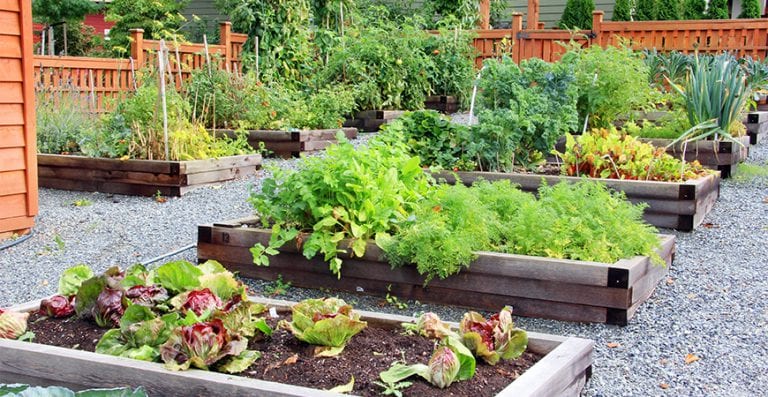 Late Summer 2023 Planting Tips for a Bountiful Fall Harvest | Life's ...