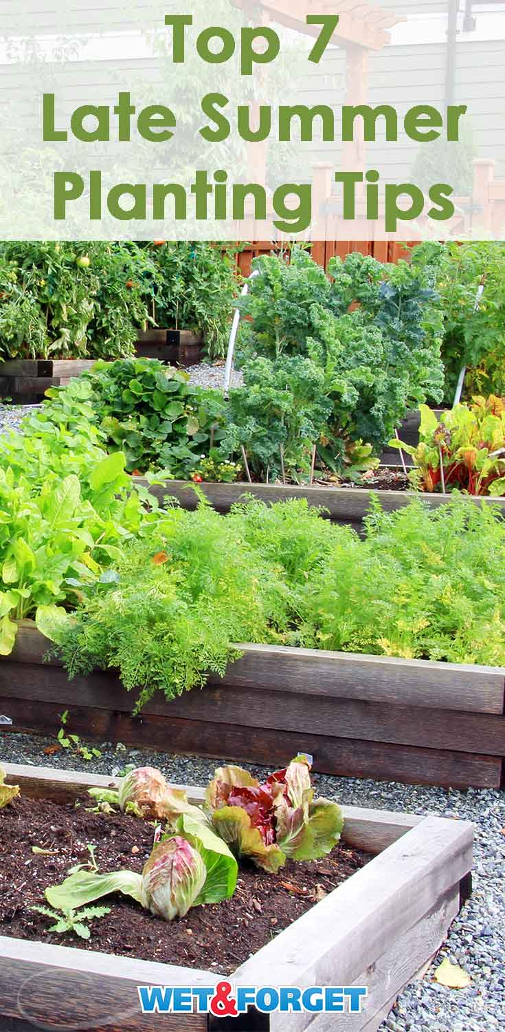 latesummerplantingtips Life's Dirty. Clean Easy.