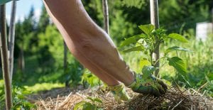 mulching with straw for a successful fall harvest