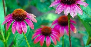how to care for coneflowers
