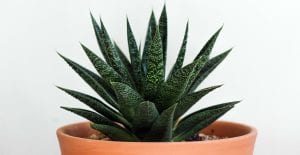 how to propagate succulents
