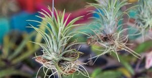 air plant