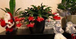 Christmas Cactus