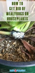 Learn what attracts mealybugs to plants and how to get rid of them with these tips!