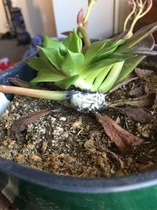 Mealybugs infect plant