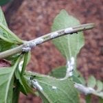 How to Get Rid of Mealybugs on Houseplants