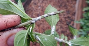 how to kill mealy bugs