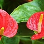 4 Best Plants for Valentine’s Day Gifts