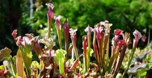Pitcher plants are a carnivorous hanging plant