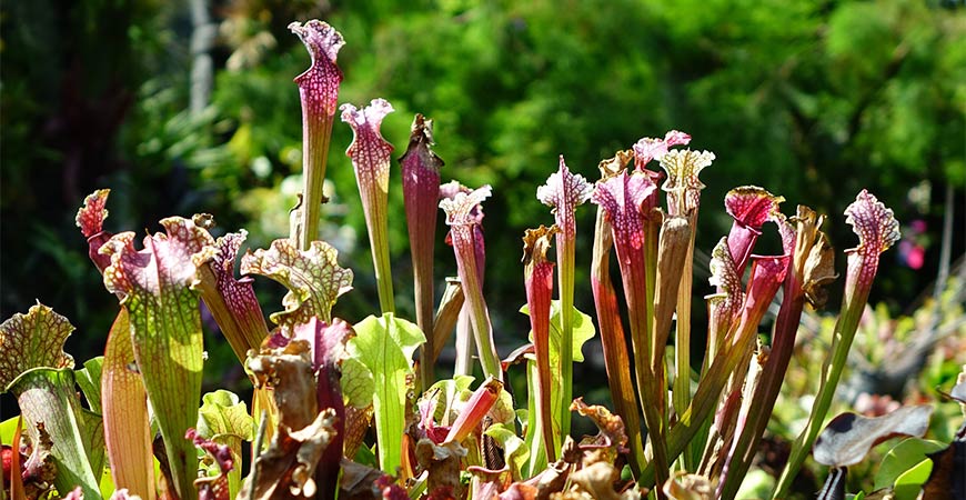 Pitcher plants are a carnivorous hanging plant