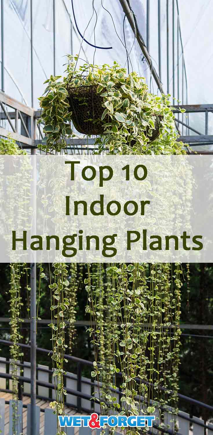 Refresh your home with an indoor hanging plant! Discover which type of plant suits your home best and learn a few extra plant care tips!