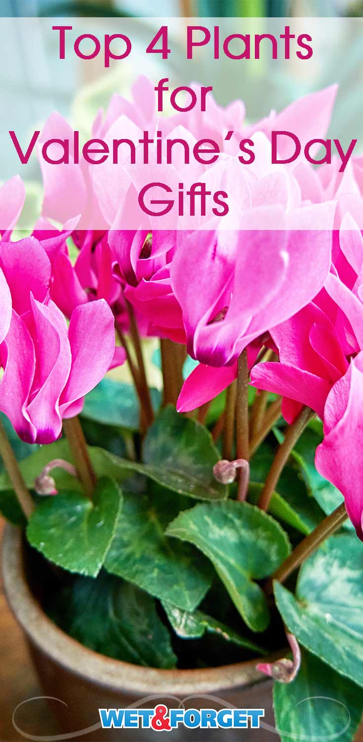 Need a gift idea for Valentine's Day? Pick up one these beautiful plants!