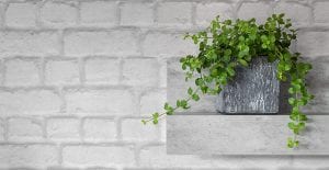 trailing jade plant