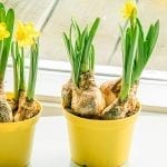 Forcing Bulbs Indoors for Wintertime Enjoyment
