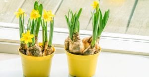 Growing daffodil bulbs indoors