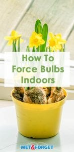 Discover how to force bulbs indoors for winter blooms!