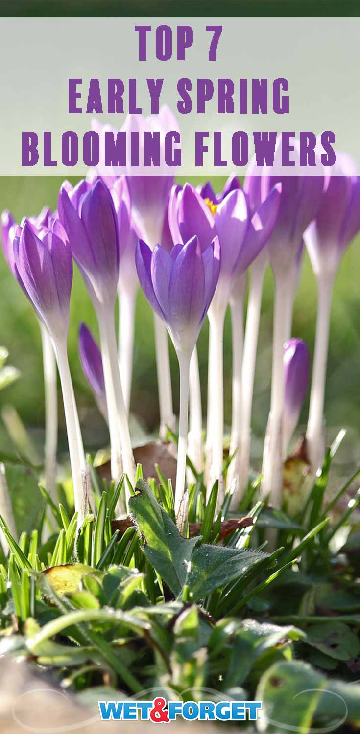 Celebrate National Plant a Flower day by growing one of these beautiful early spring blooming flowers!