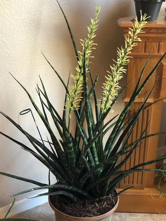 growing snake plant