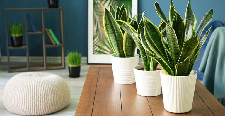 Clean the Air in Your Home by Growing Snake Plant | Life's Dirty. Clean ...